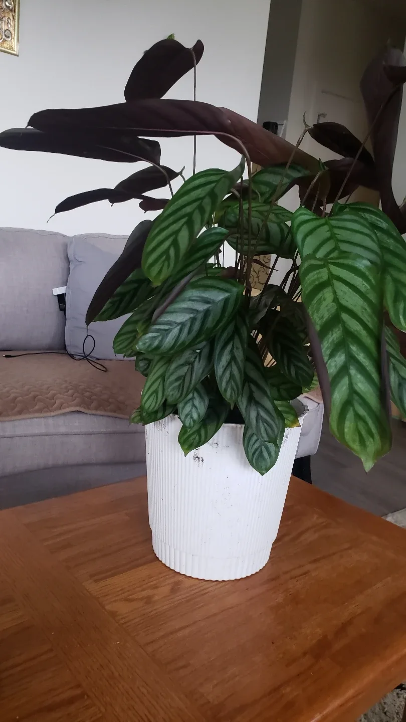 Calathea Ornata Houseplant thumbnail