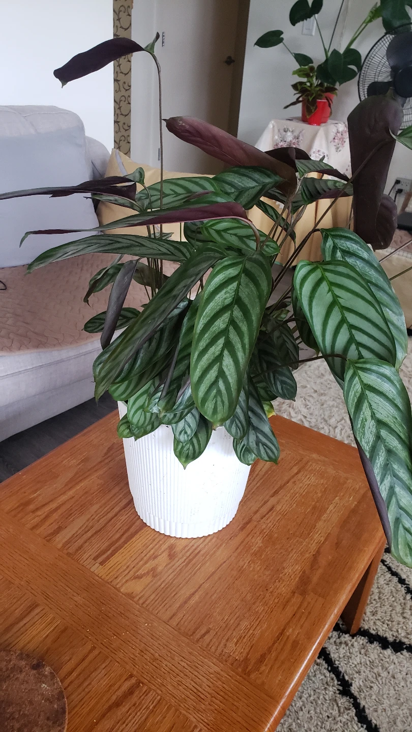 Calathea Ornata Houseplant - photo 2