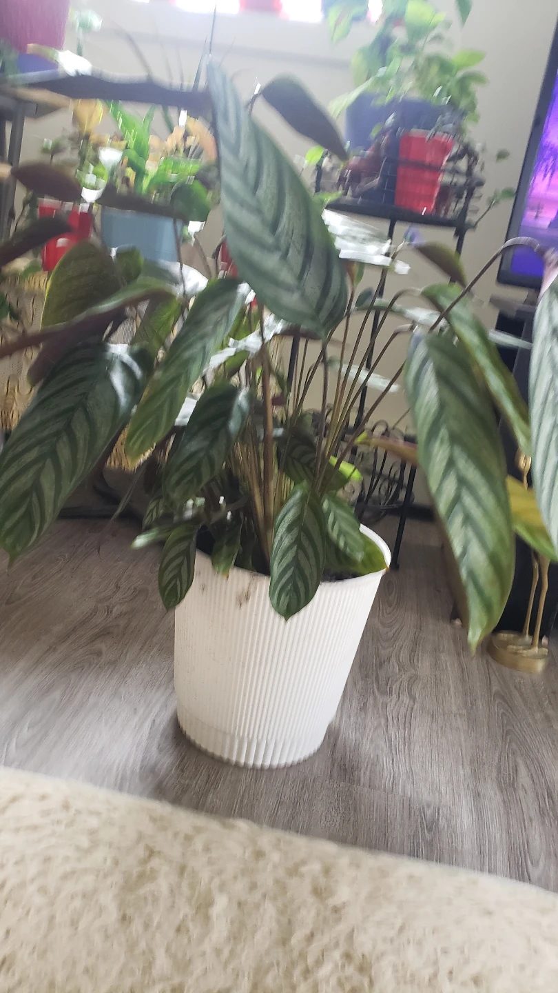 Calathea Ornata Houseplant - photo 3