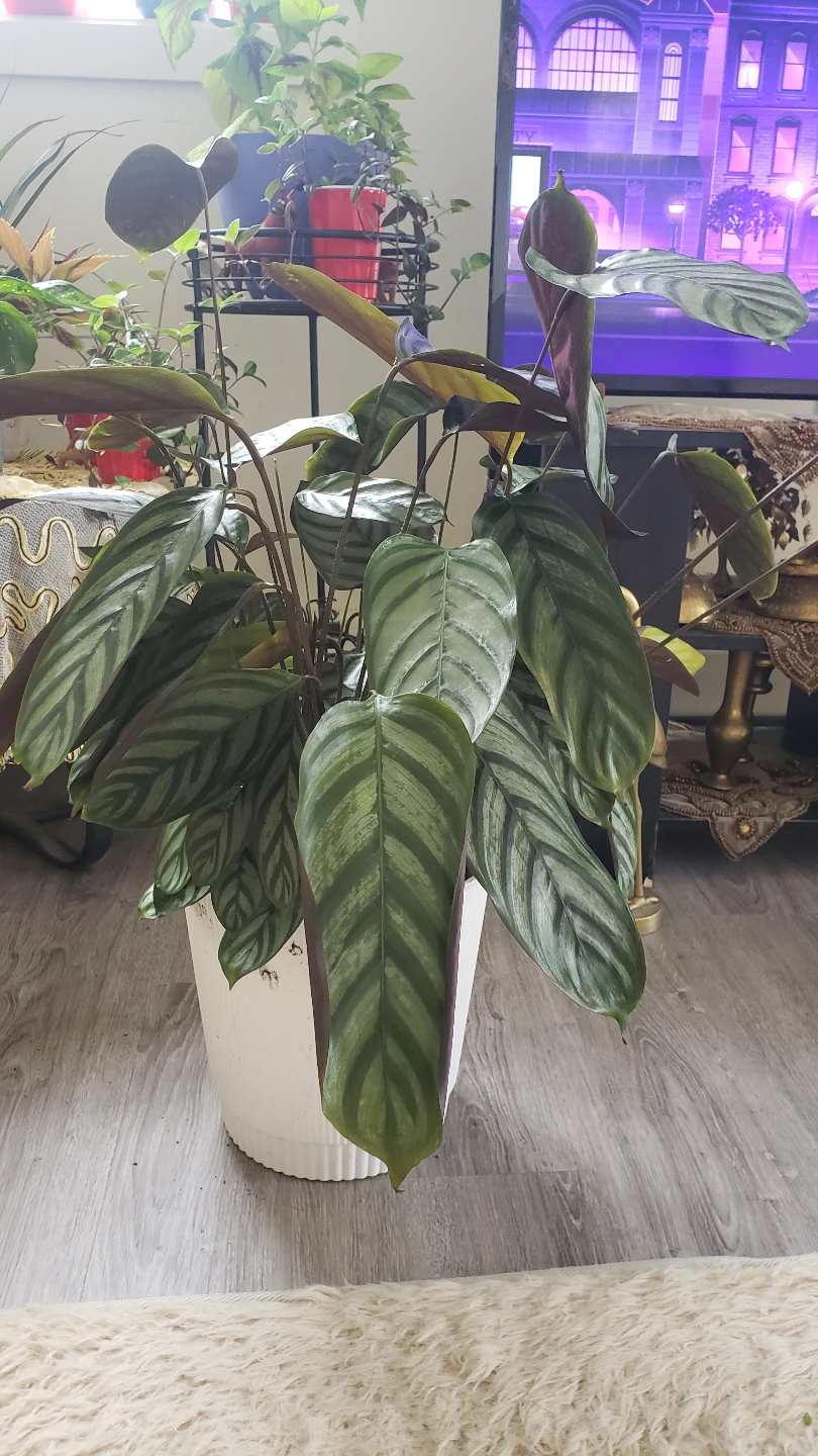 Calathea Ornata Houseplant - photo 4