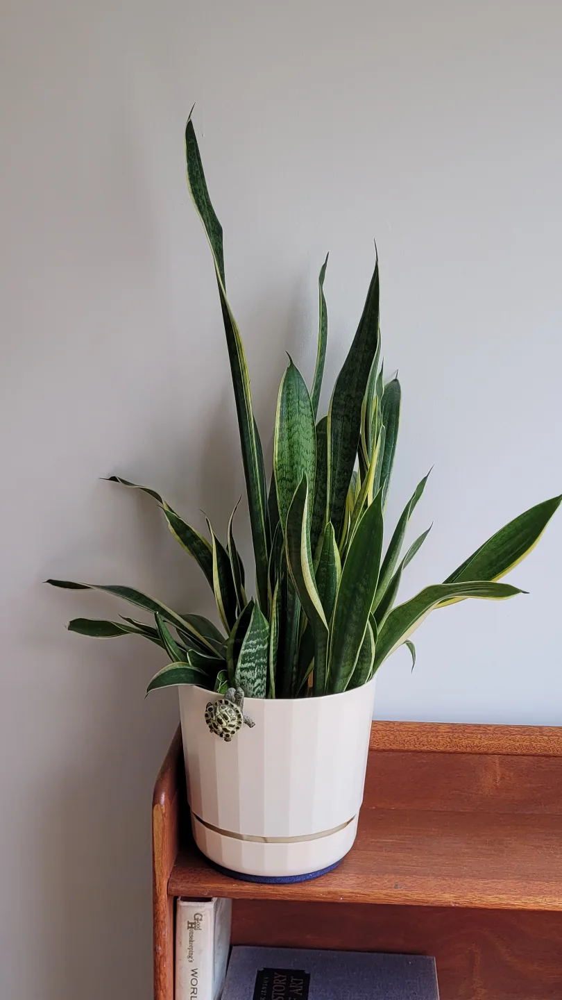 Snake Plant thumbnail