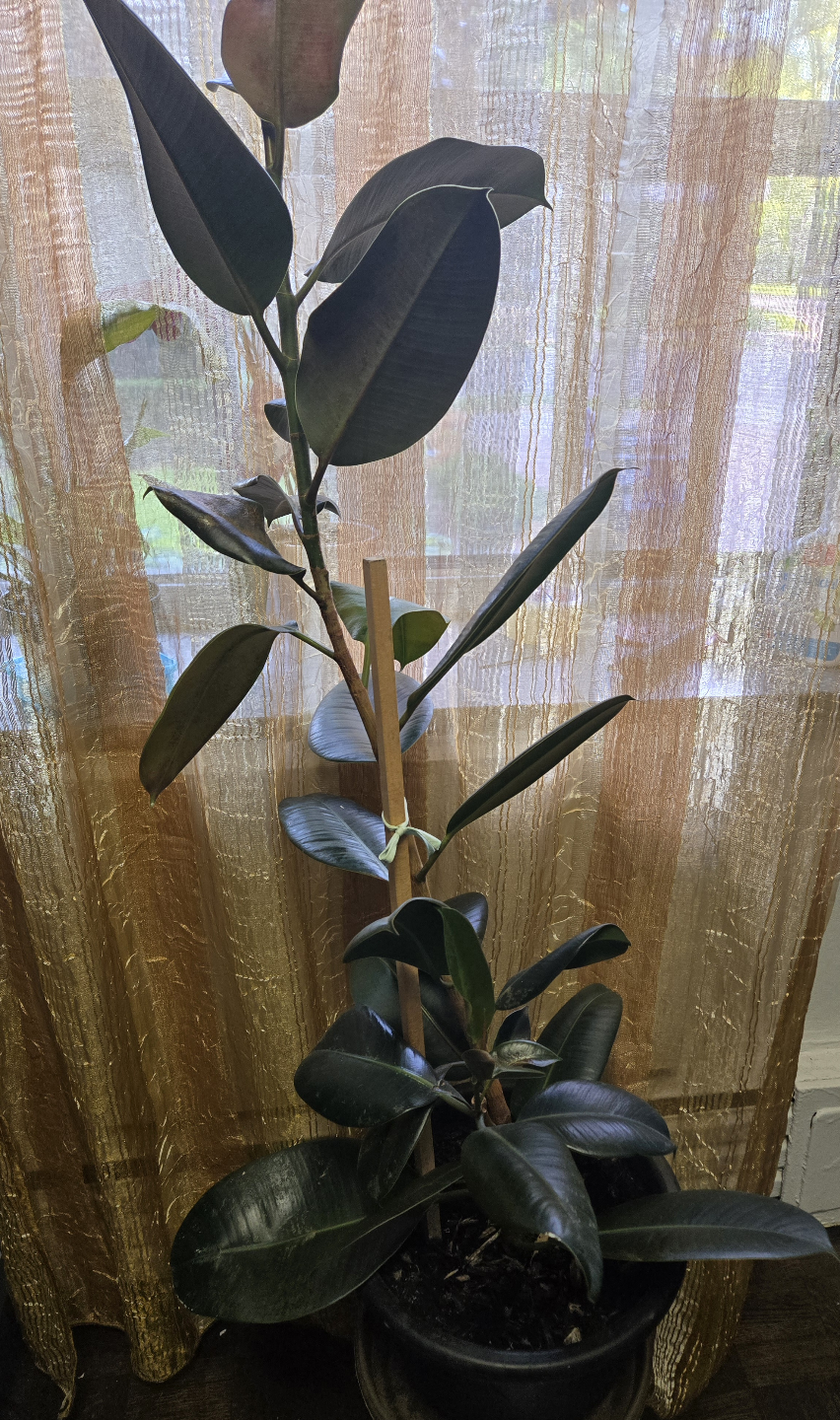 Rubber  Tree (ficus) - photo 2