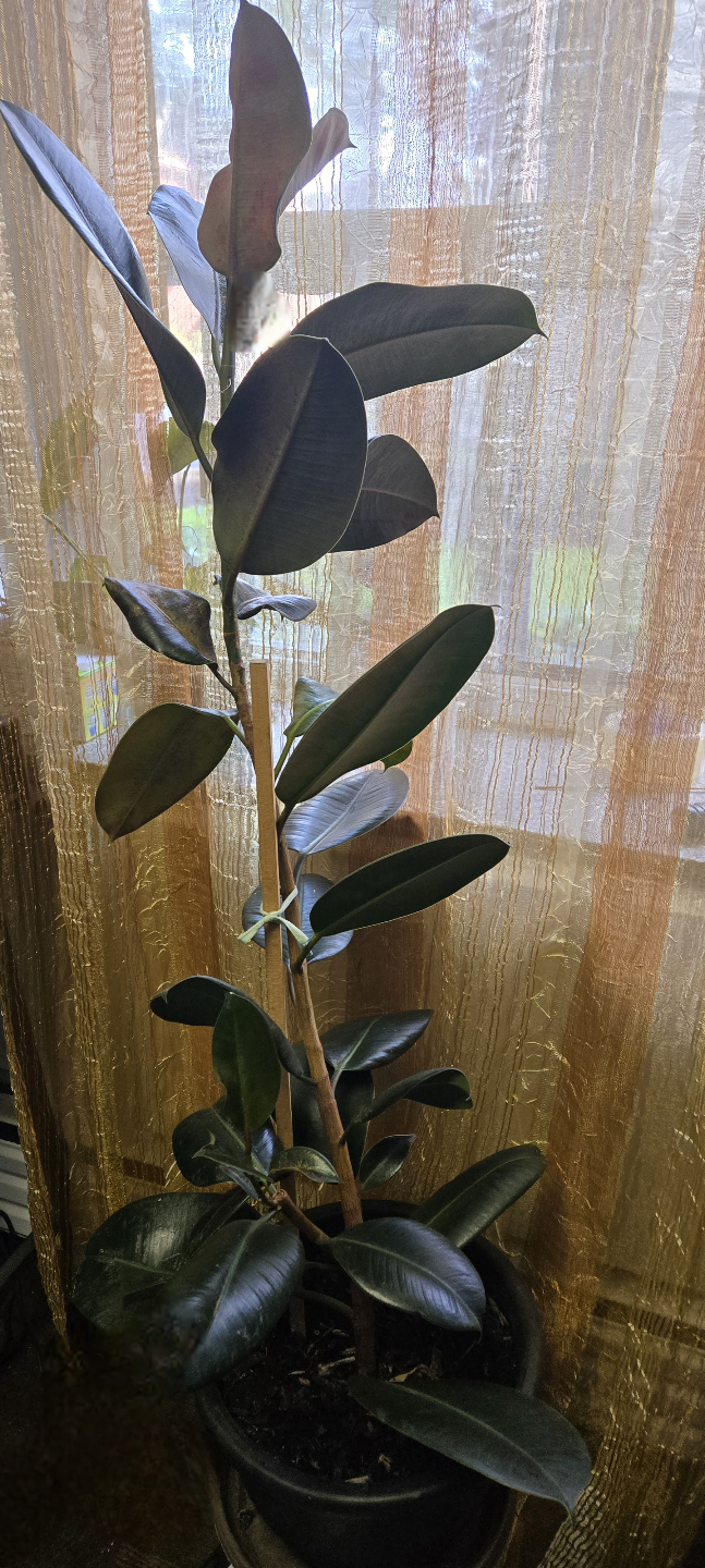 Rubber  Tree (ficus)