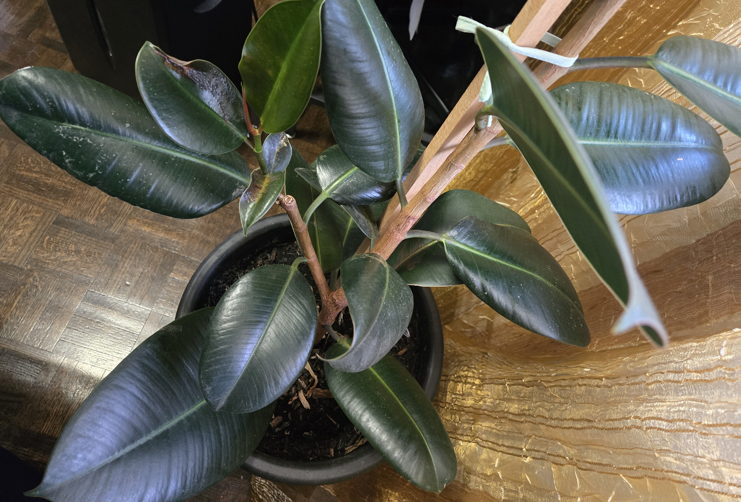 Rubber  Tree (ficus) - photo 3