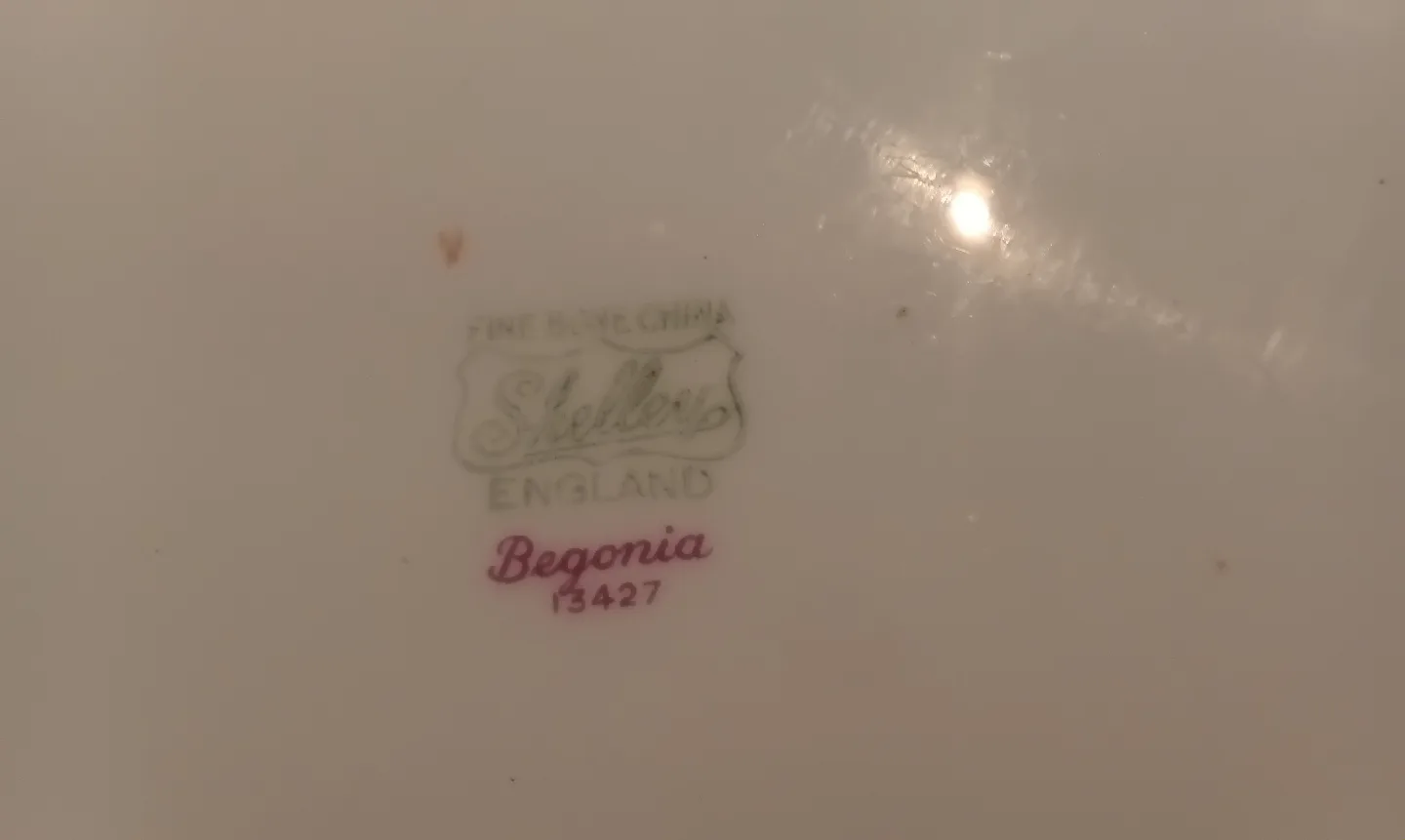 Shelley  "Begonia ' image indicator(3)