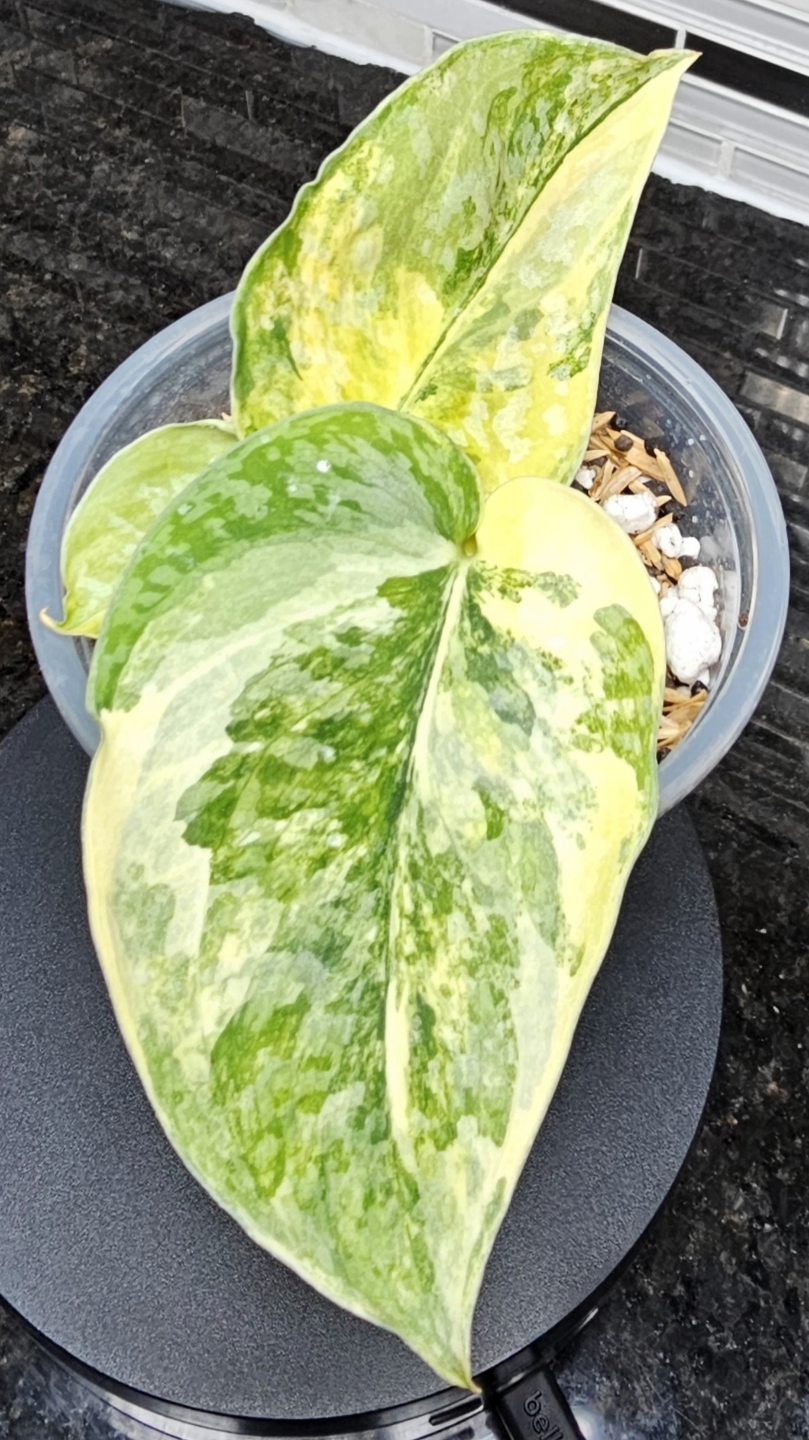 Scindapsus Exotica 'Swarnabhumi'