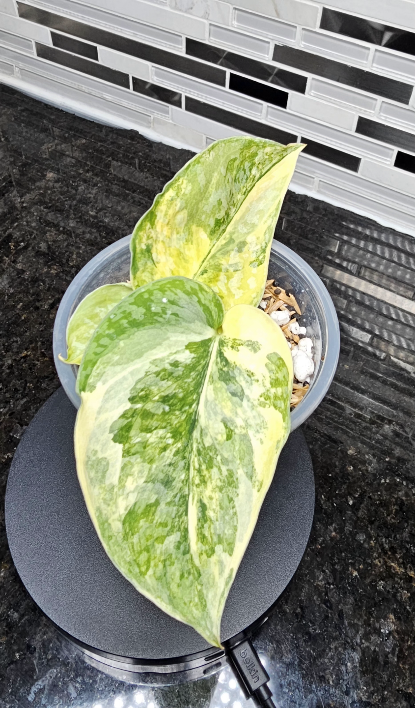 Scindapsus Exotica 'Swarnabhumi' - photo 2
