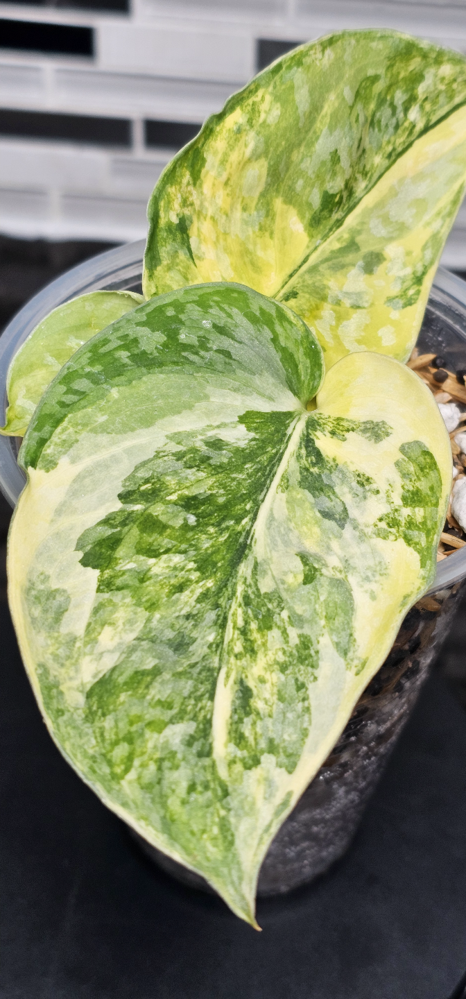 Scindapsus Exotica 'Swarnabhumi' - photo 4