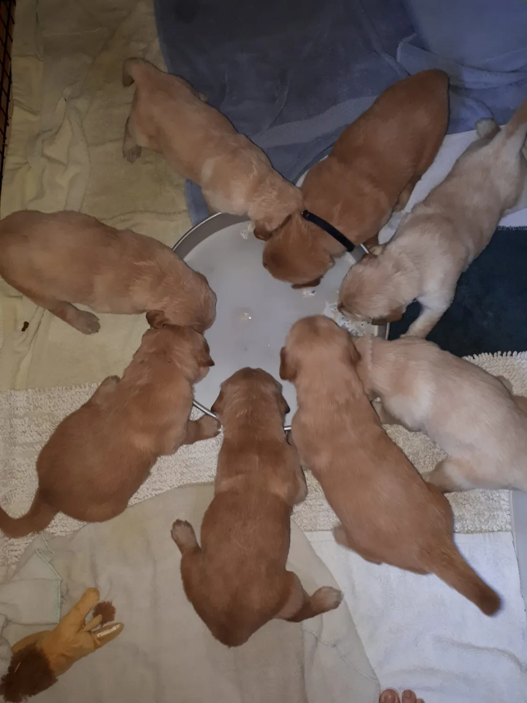 Stainless Steel Puppy Feeder Bowl image indicator(4)