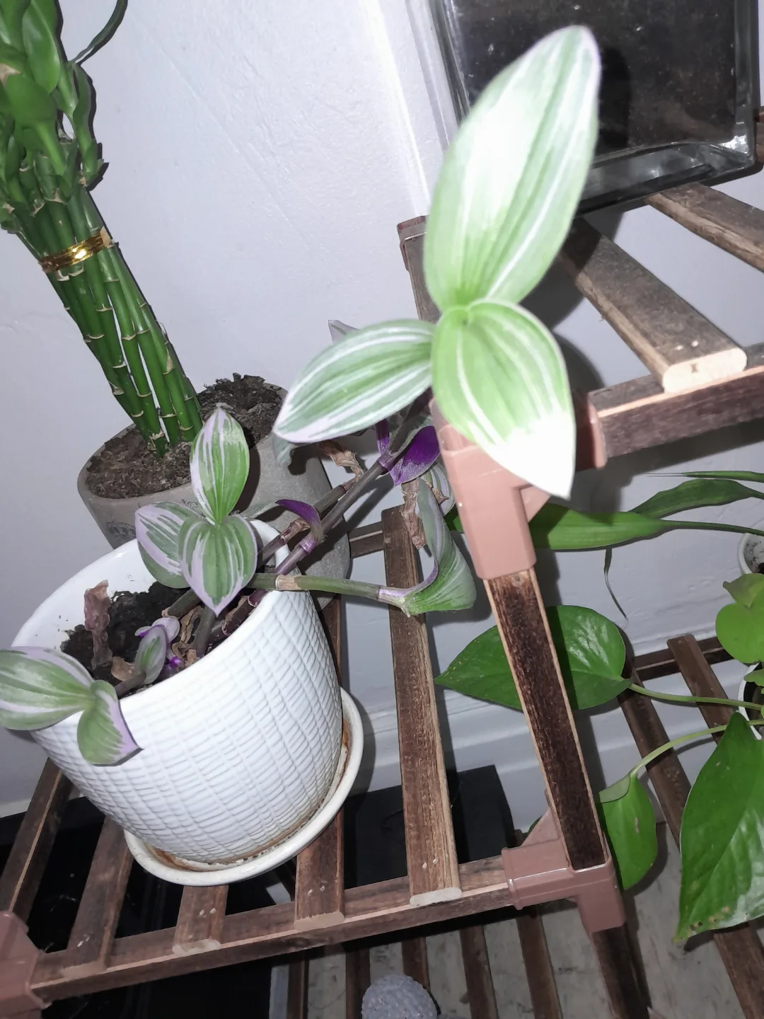 Tradescantia Nanouk Houseplant thumbnail
