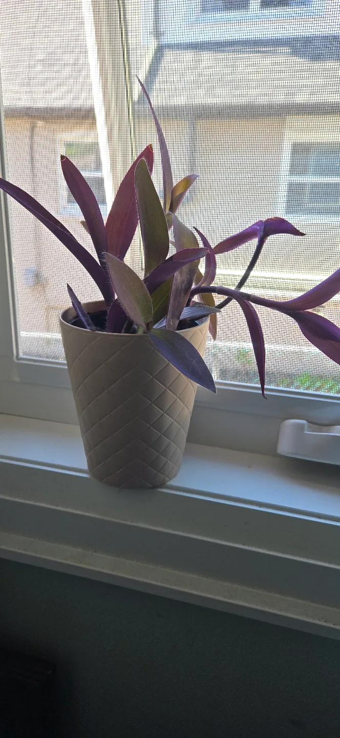 Purple Heart Plant in Pink Pot thumbnail