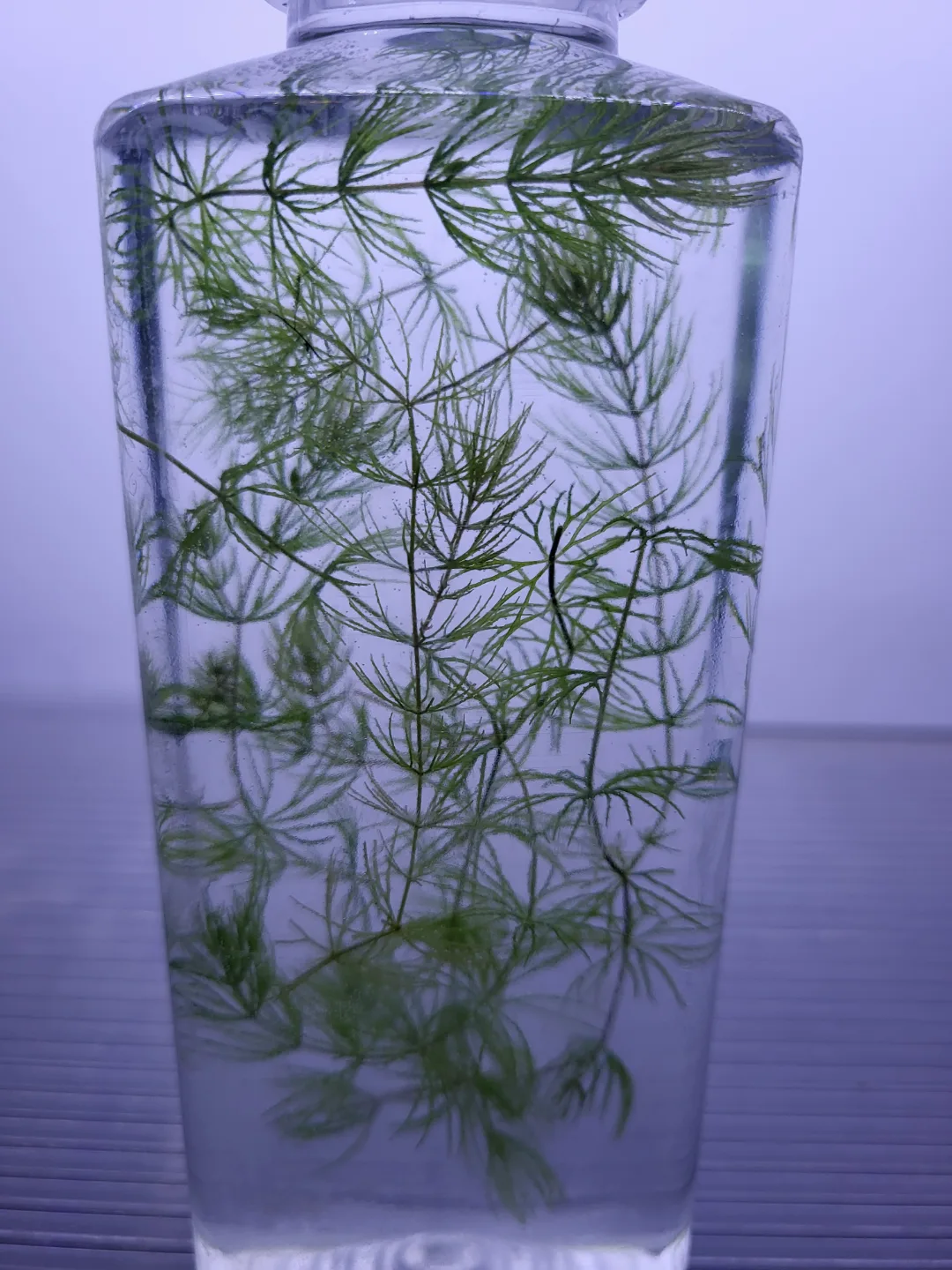 Live Aquarium Plant - Cabomba (FREE for exchanging) thumbnail