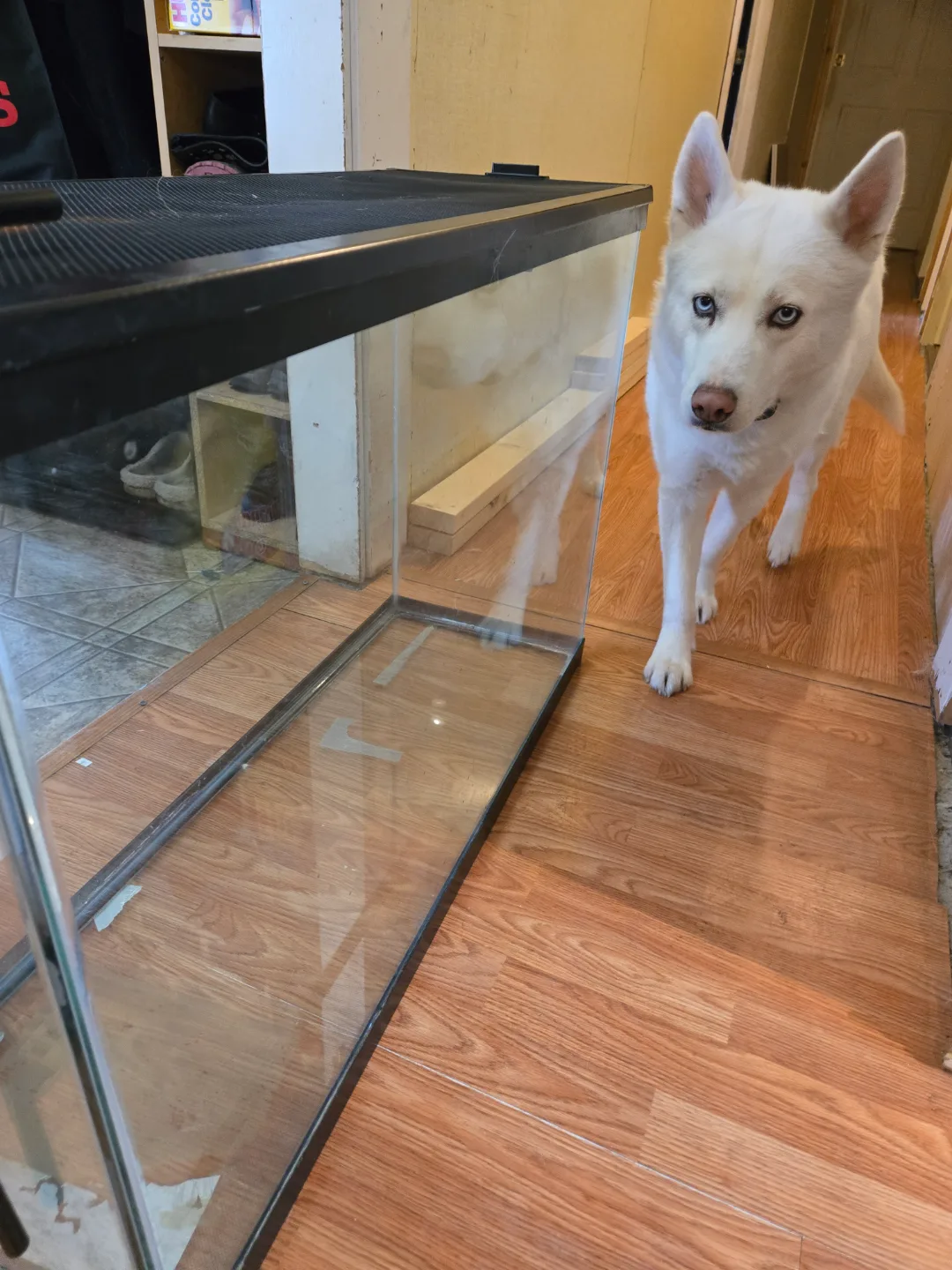 Large Terrarium (NOT AQUARIUM) $80 image indicator(6)