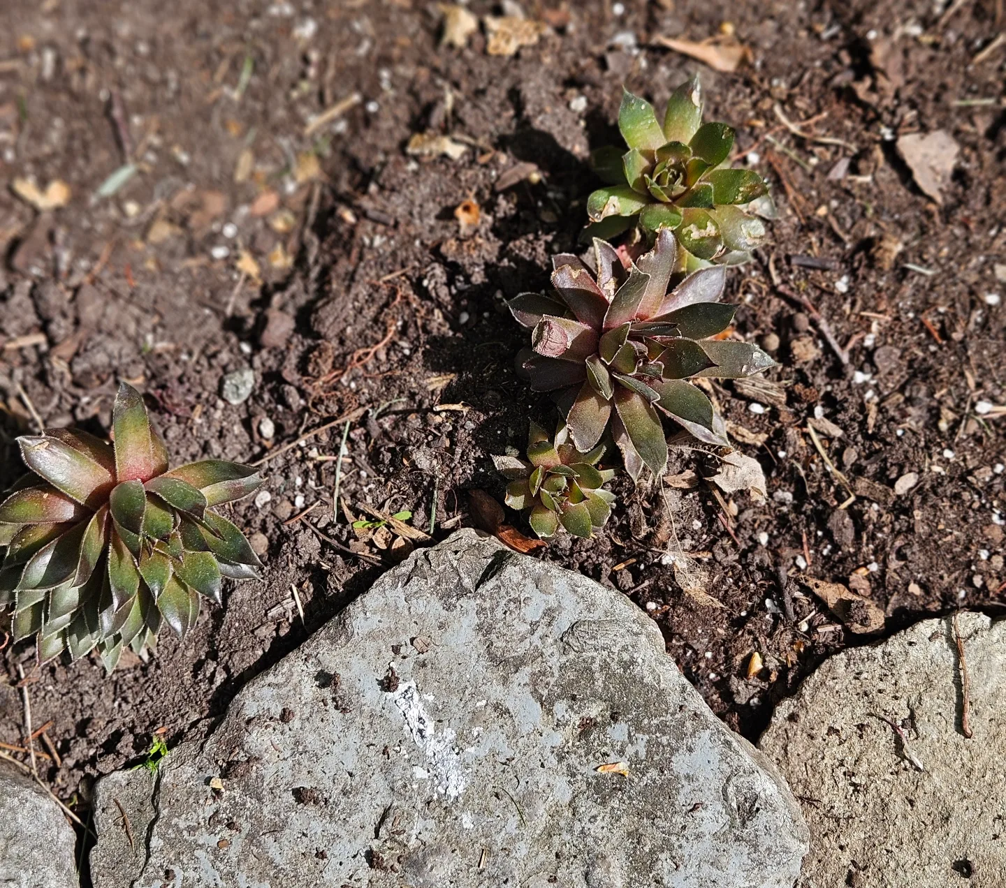 Free Succulents image indicator(2)