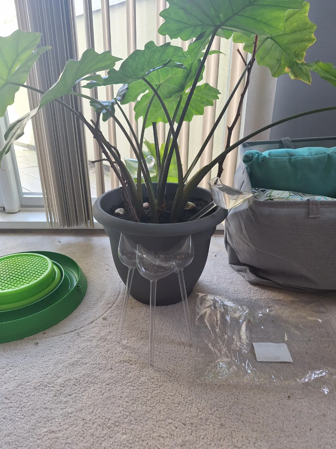 NEW 3x Self-Watering Bird Shaped Plant Waterers 💧 image indicator(5)