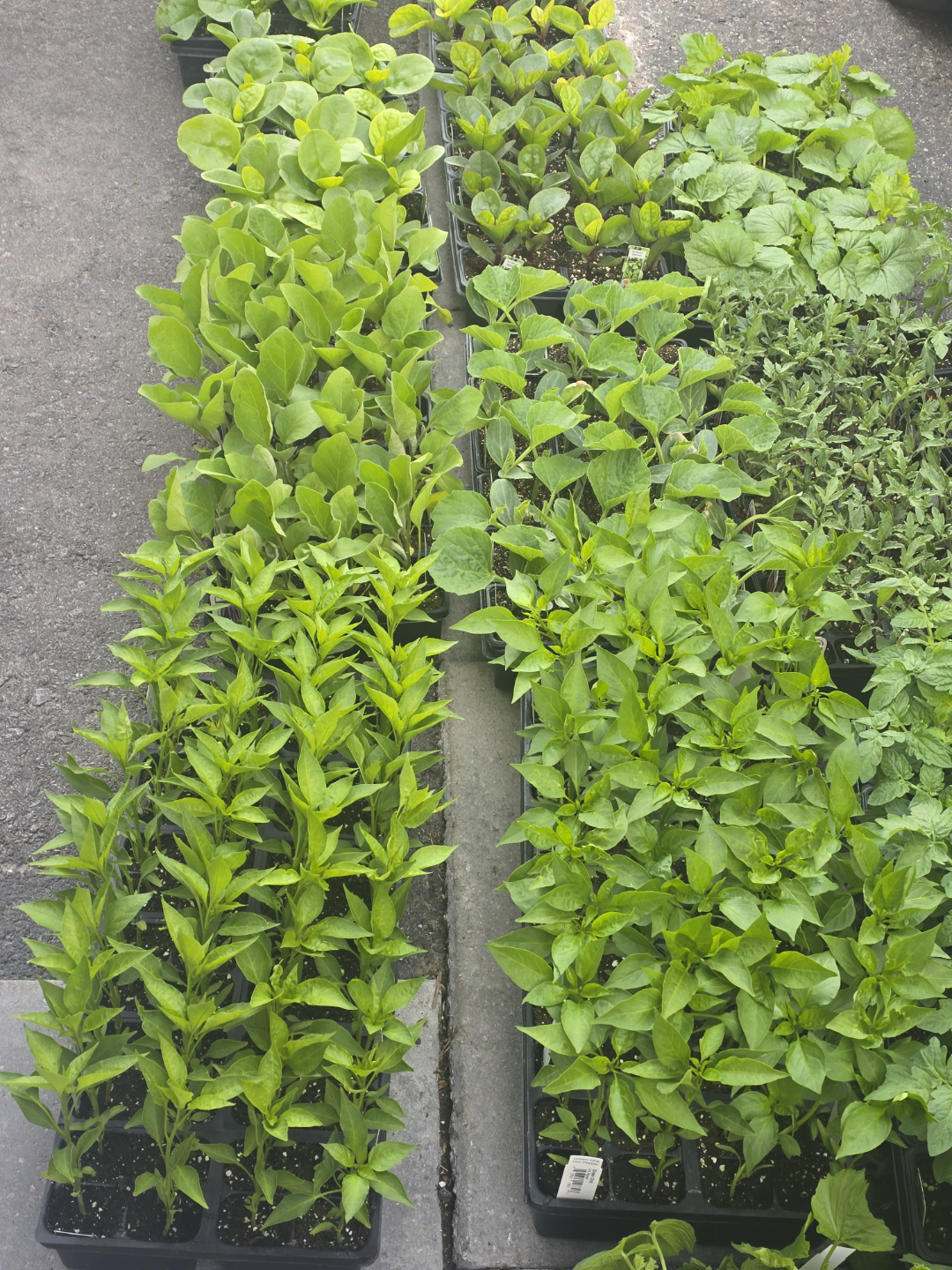 Bitter Melon Seedlings - photo 4