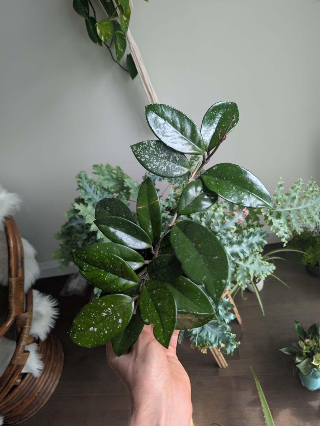 Hoya Houseplant