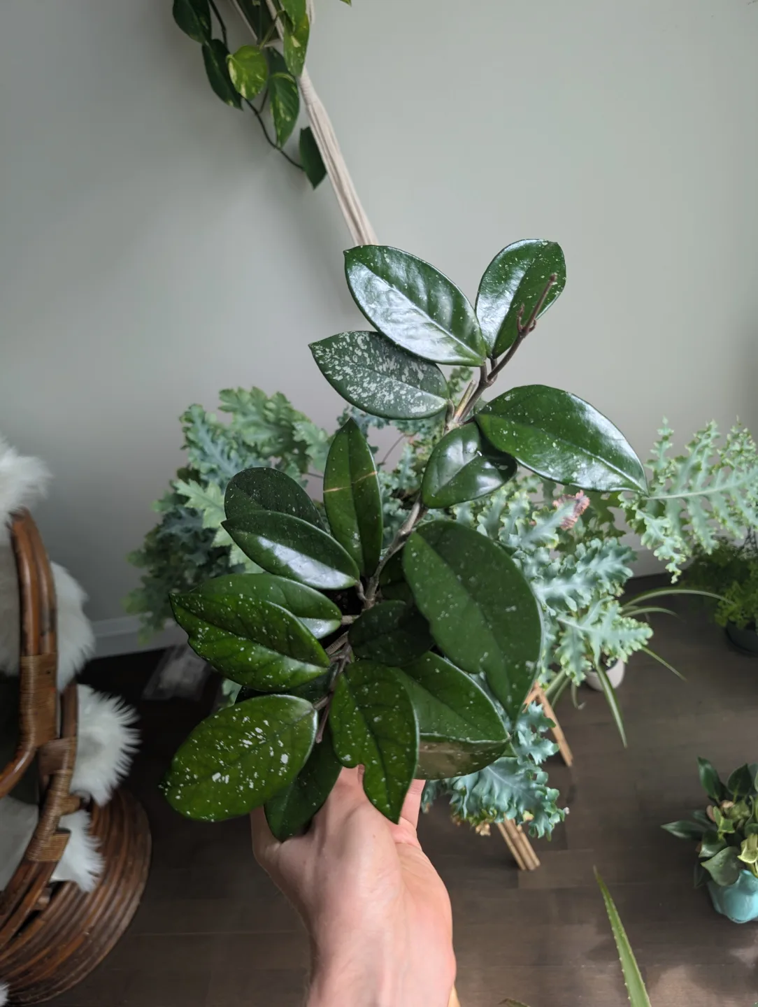 Hoya Houseplant thumbnail