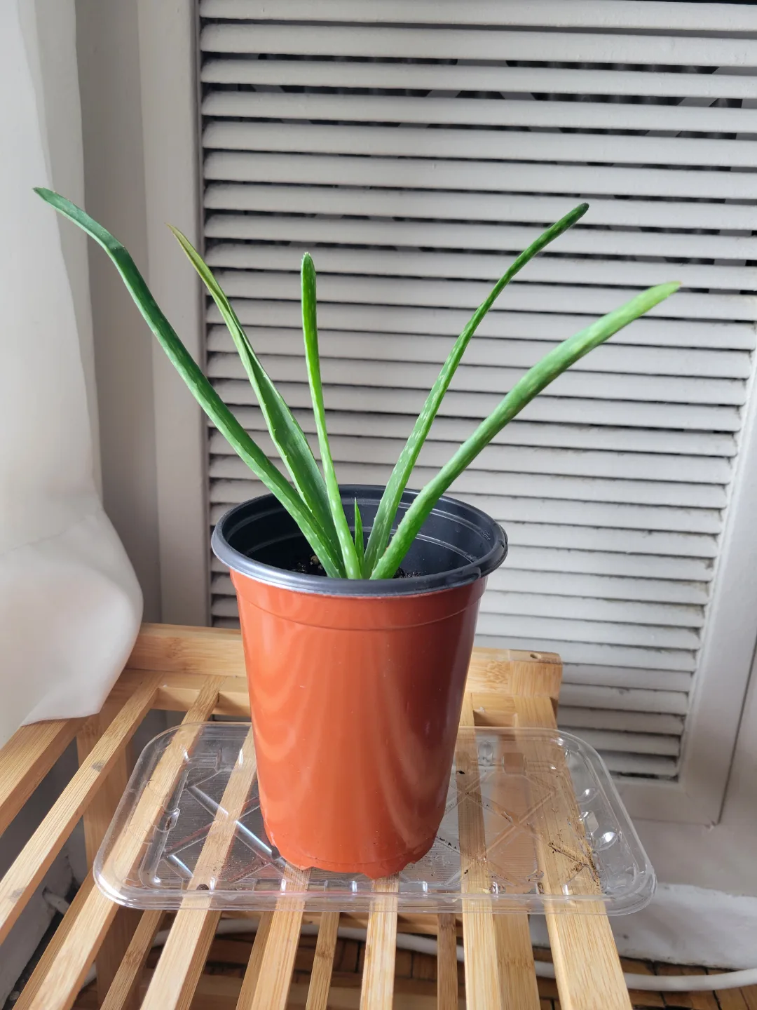 Healthy aloe vera plant thumbnail