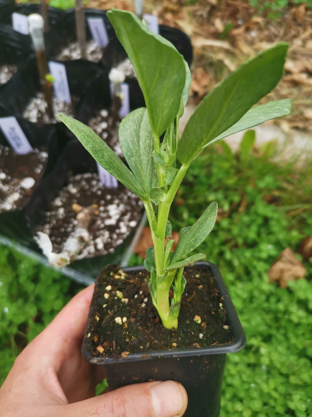 fava bean plants
