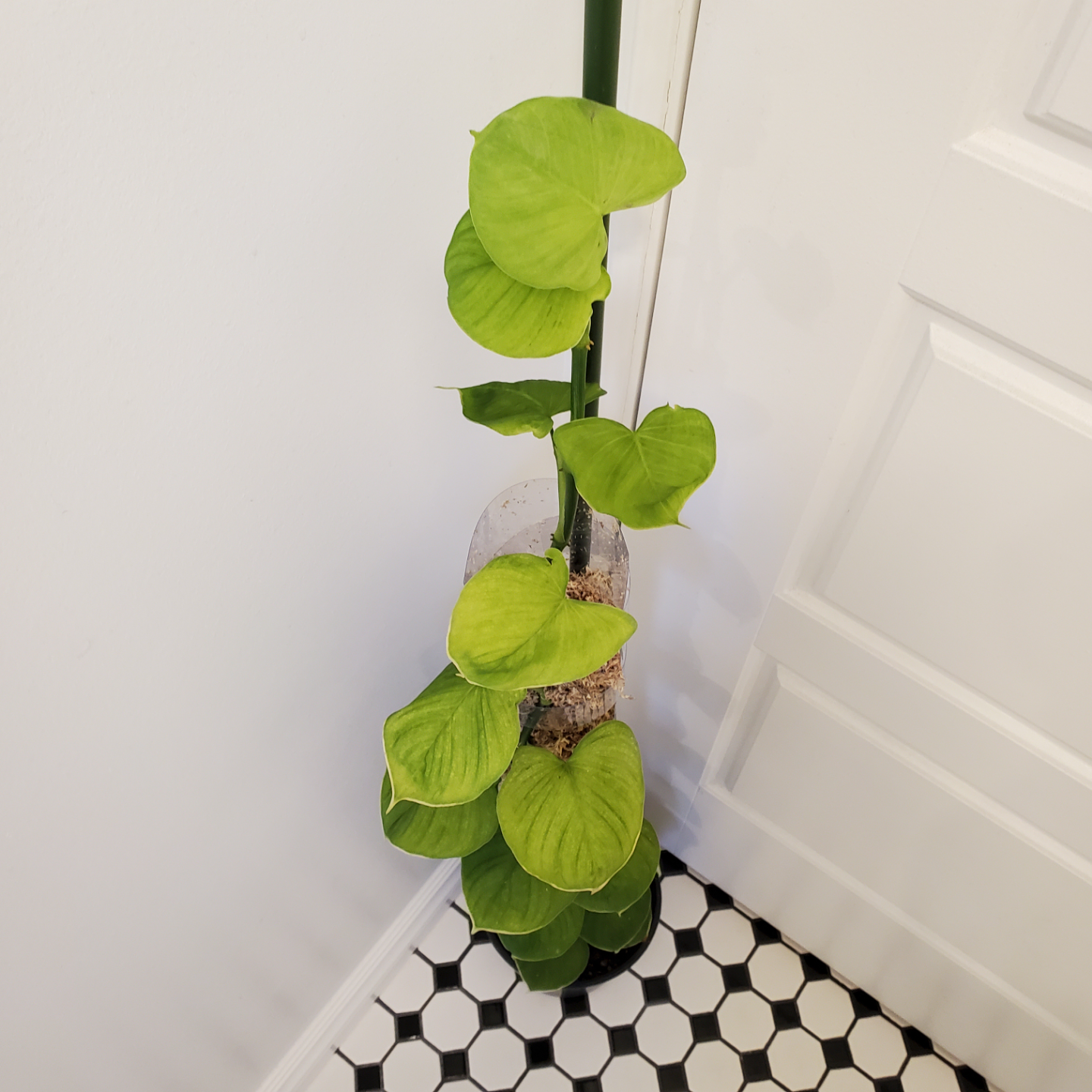 Philodendron Fibraecataphyllum 🧡 - photo 3
