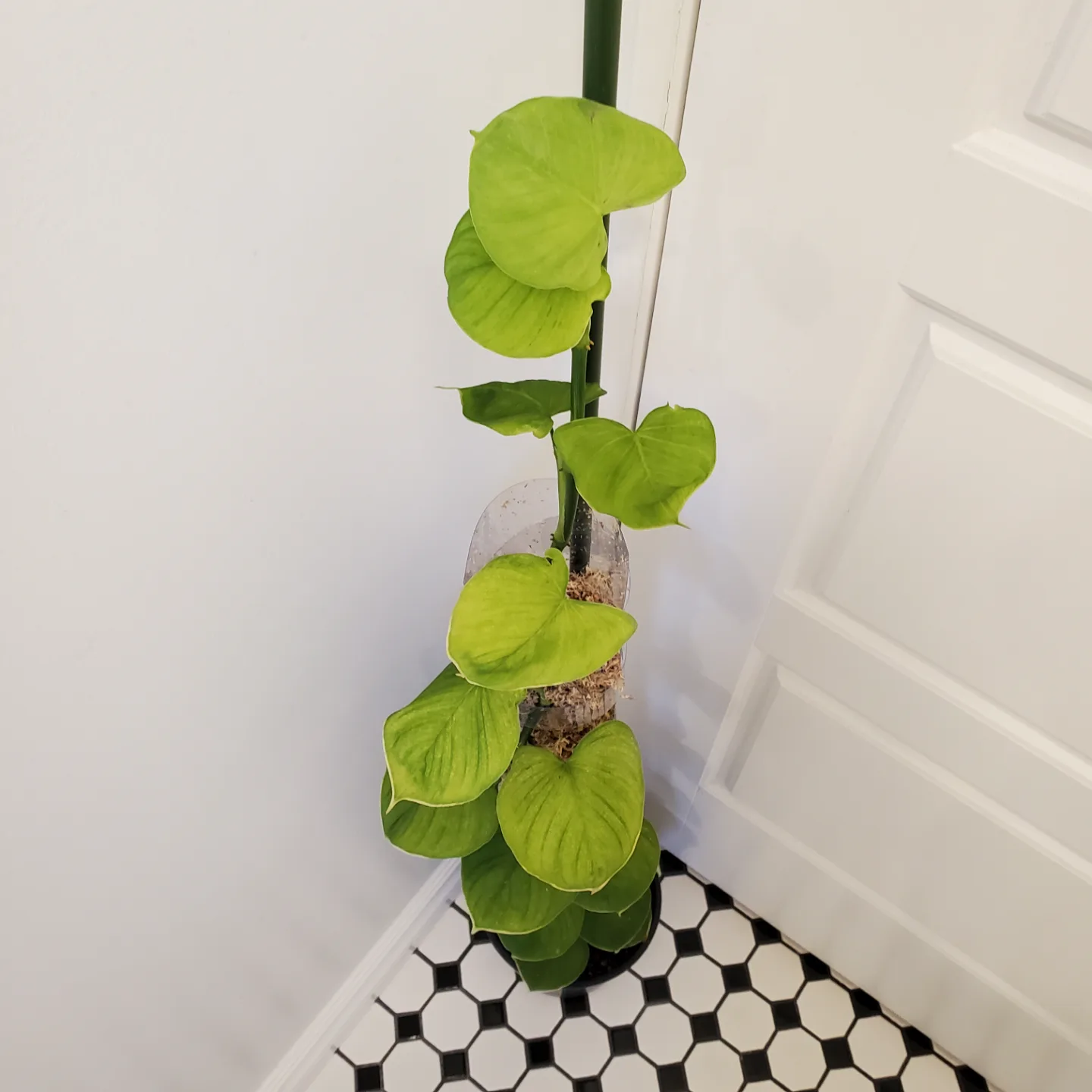 Philodendron Fibraecataphyllum 🧡 image indicator(3)