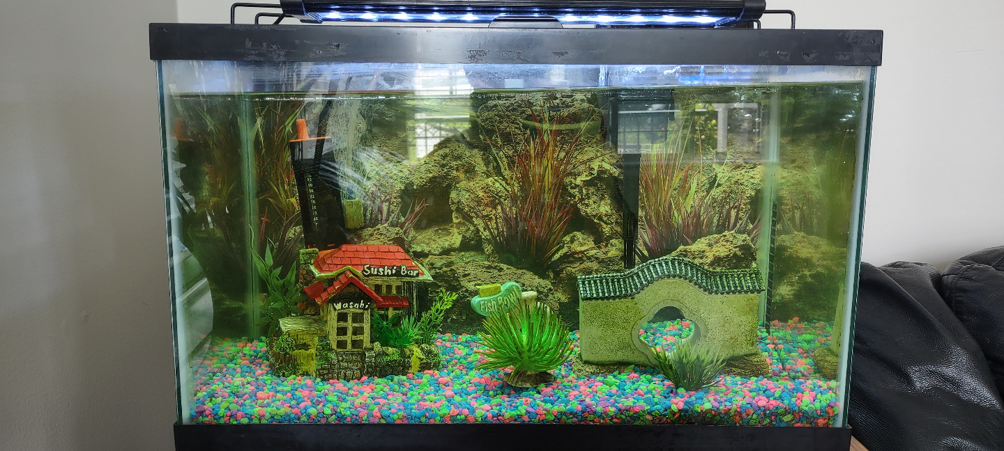 Complete aquarium setup with accessories