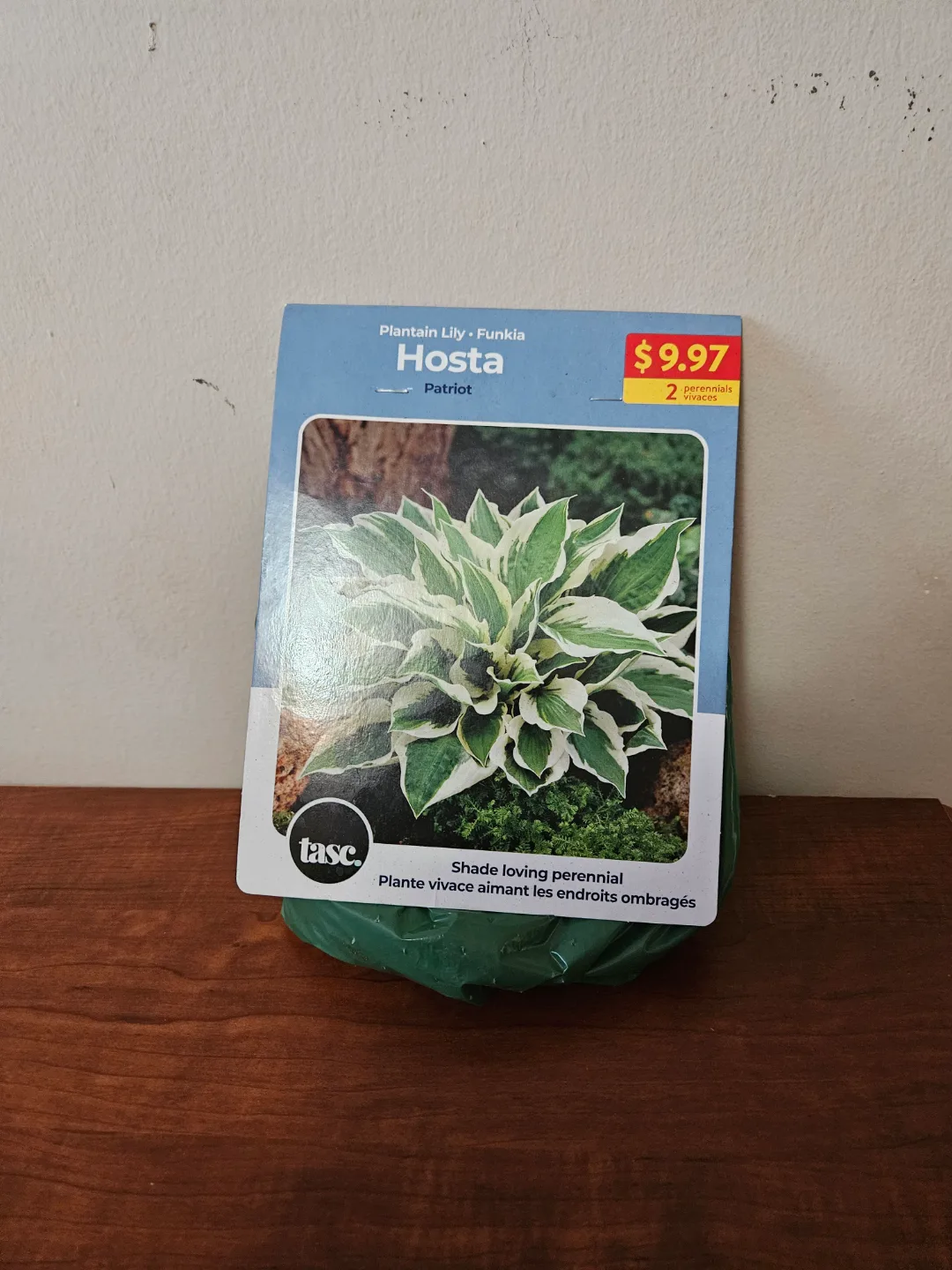 Tasc Hosta Patriot Plant - New thumbnail