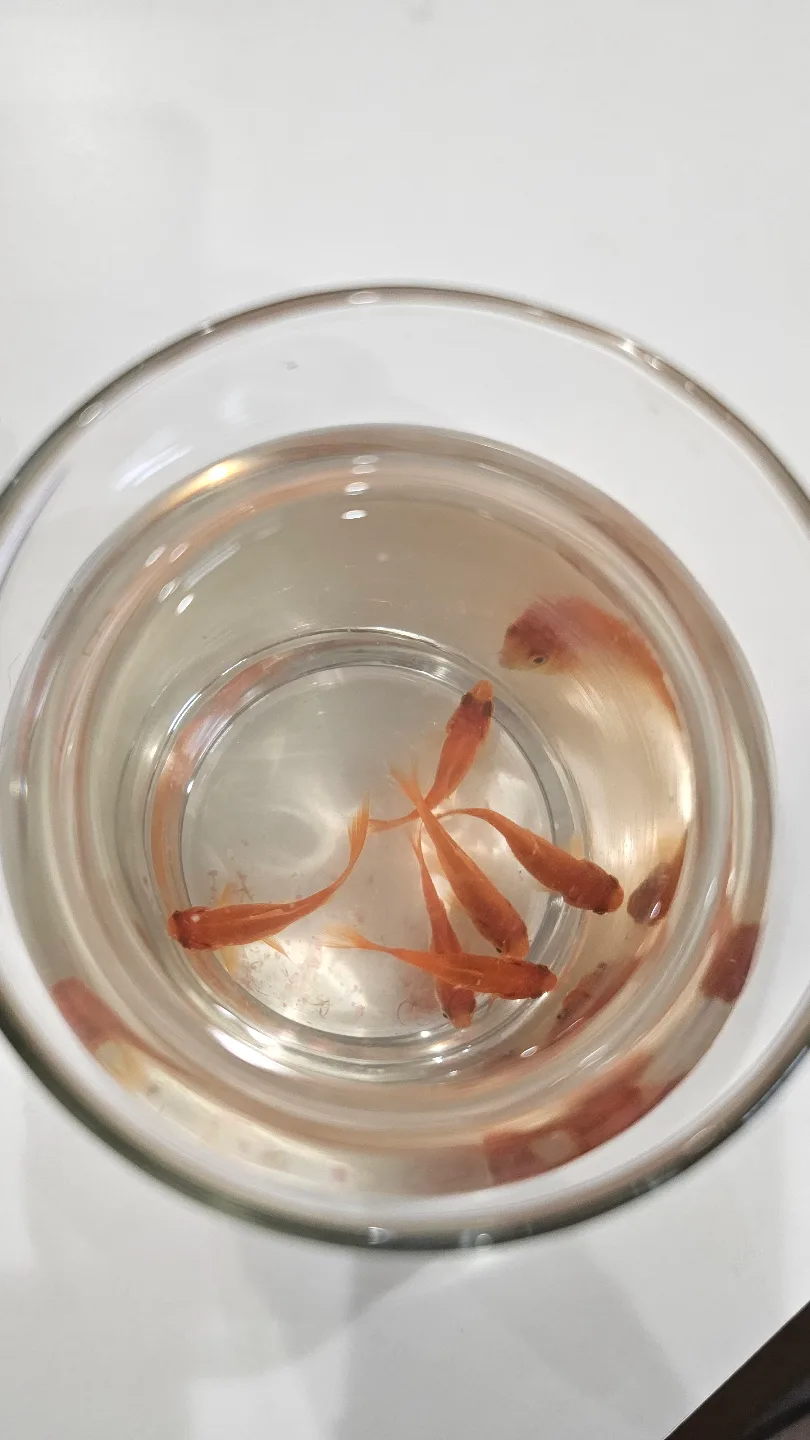 Six adorable goldfish image indicator(2)