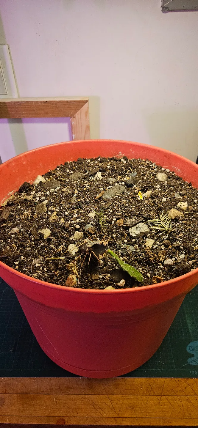 Large Coral Plastic Plant Pot image indicator(4)