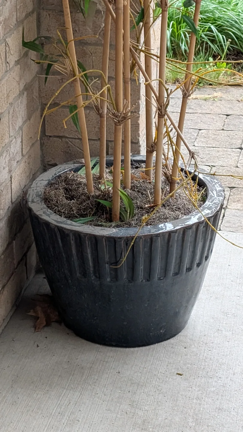 Large fake tree 🏒 image indicator(2)