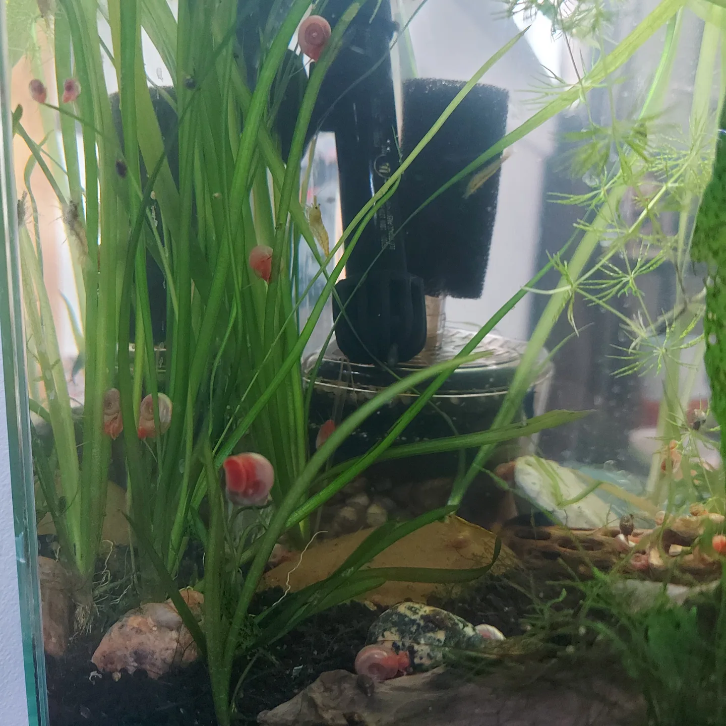 Jungle Vallisneria For Your Planted Aquarium Tank Setup image indicator(6)