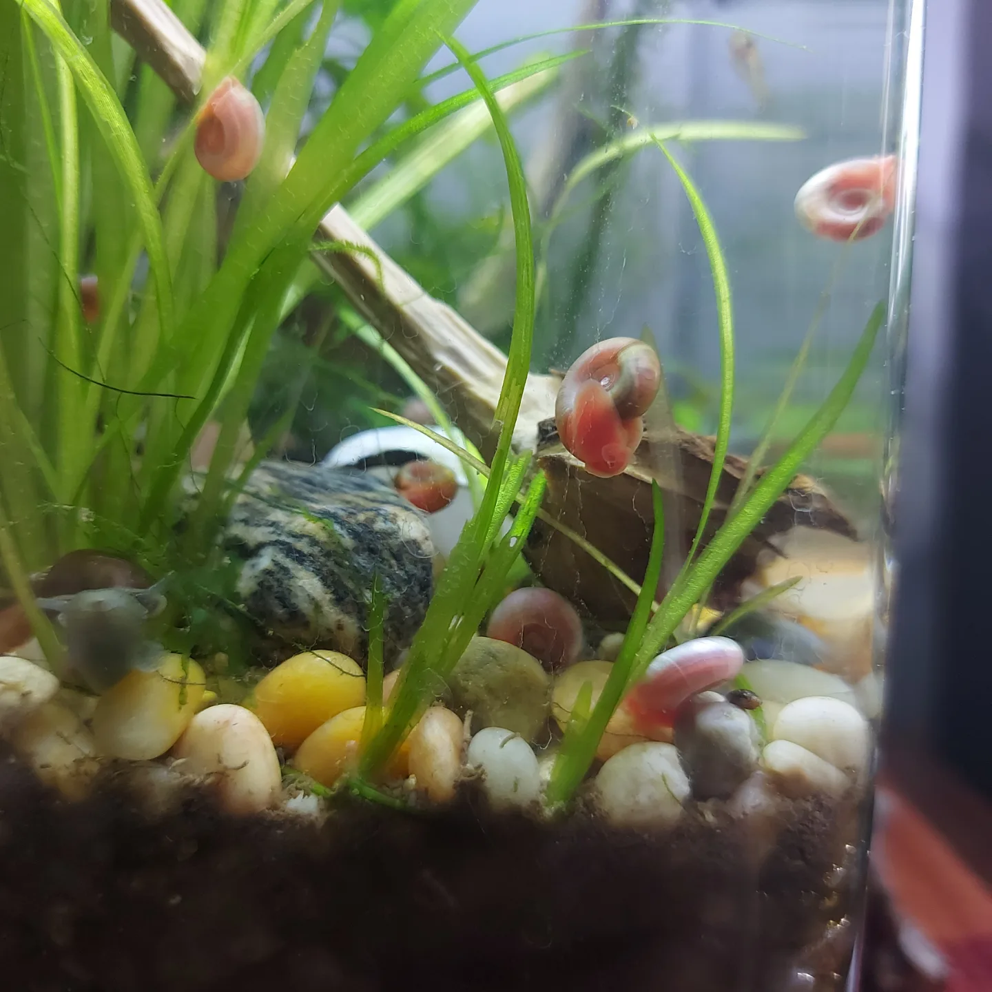 Jungle Vallisneria For Your Planted Aquarium Tank Setup image indicator(7)