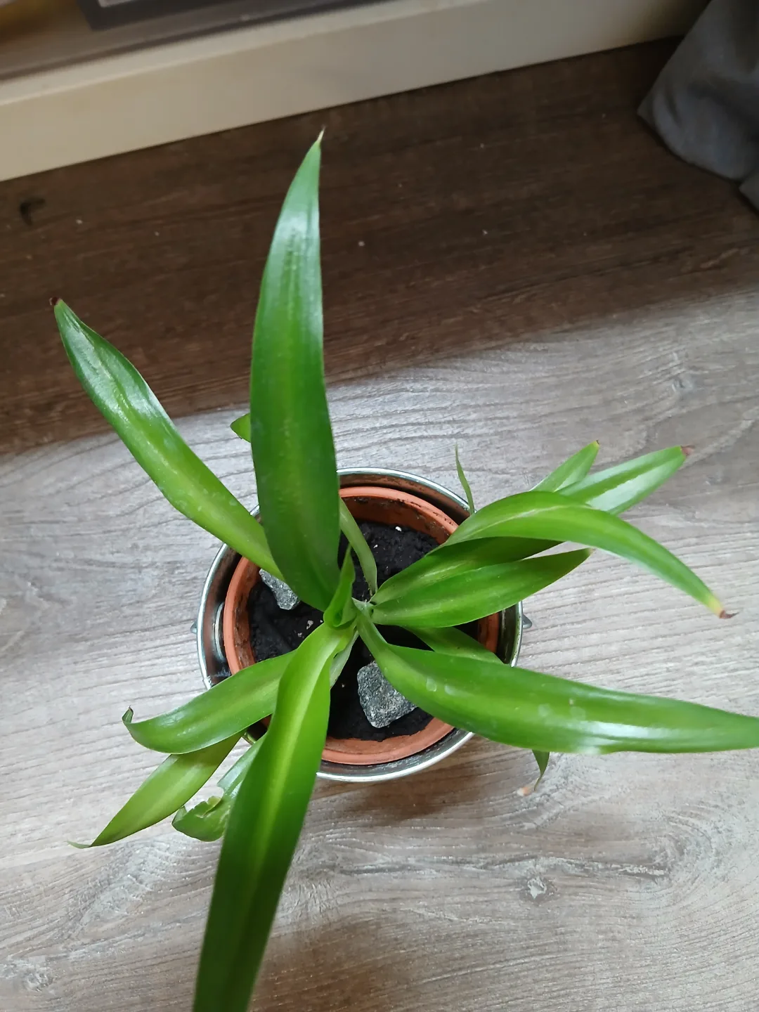 Spider Plant in Metal Pot thumbnail