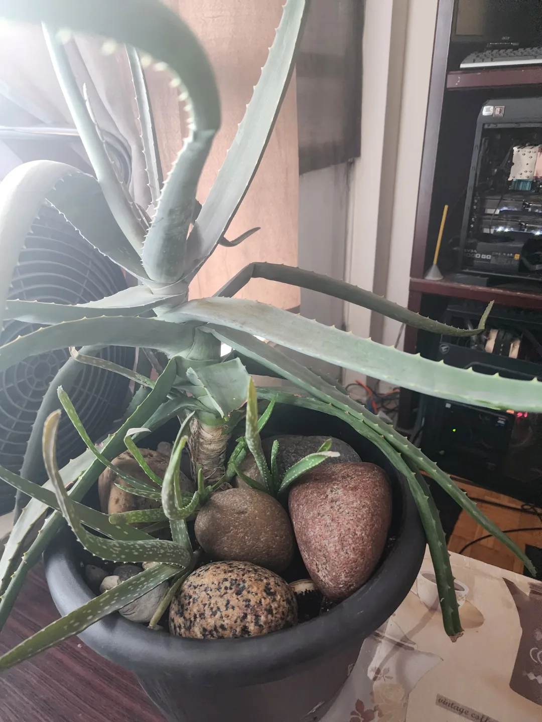 #freecycle large aloe Vera plant