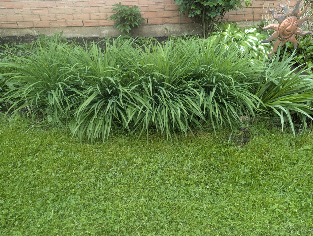 Bunch of Beautiful Day Lilies