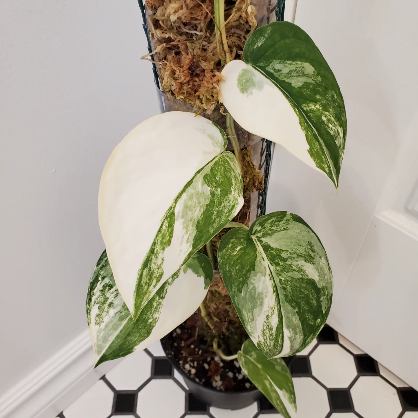 Variegated Jade satin scindapsus on a 2' moss pole 🧡 thumbnail