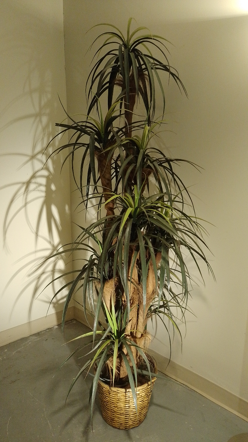 Large Artificial Dragon Tree in Decorative Basket - photo 3