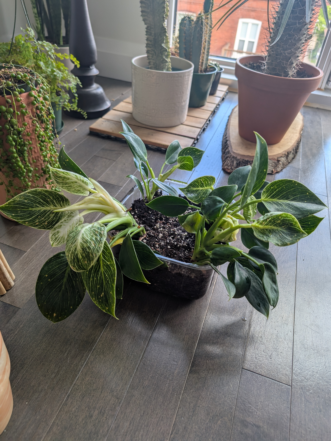 philodendron birkin houseplant