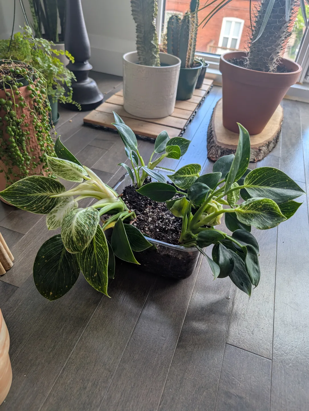 philodendron birkin houseplant thumbnail