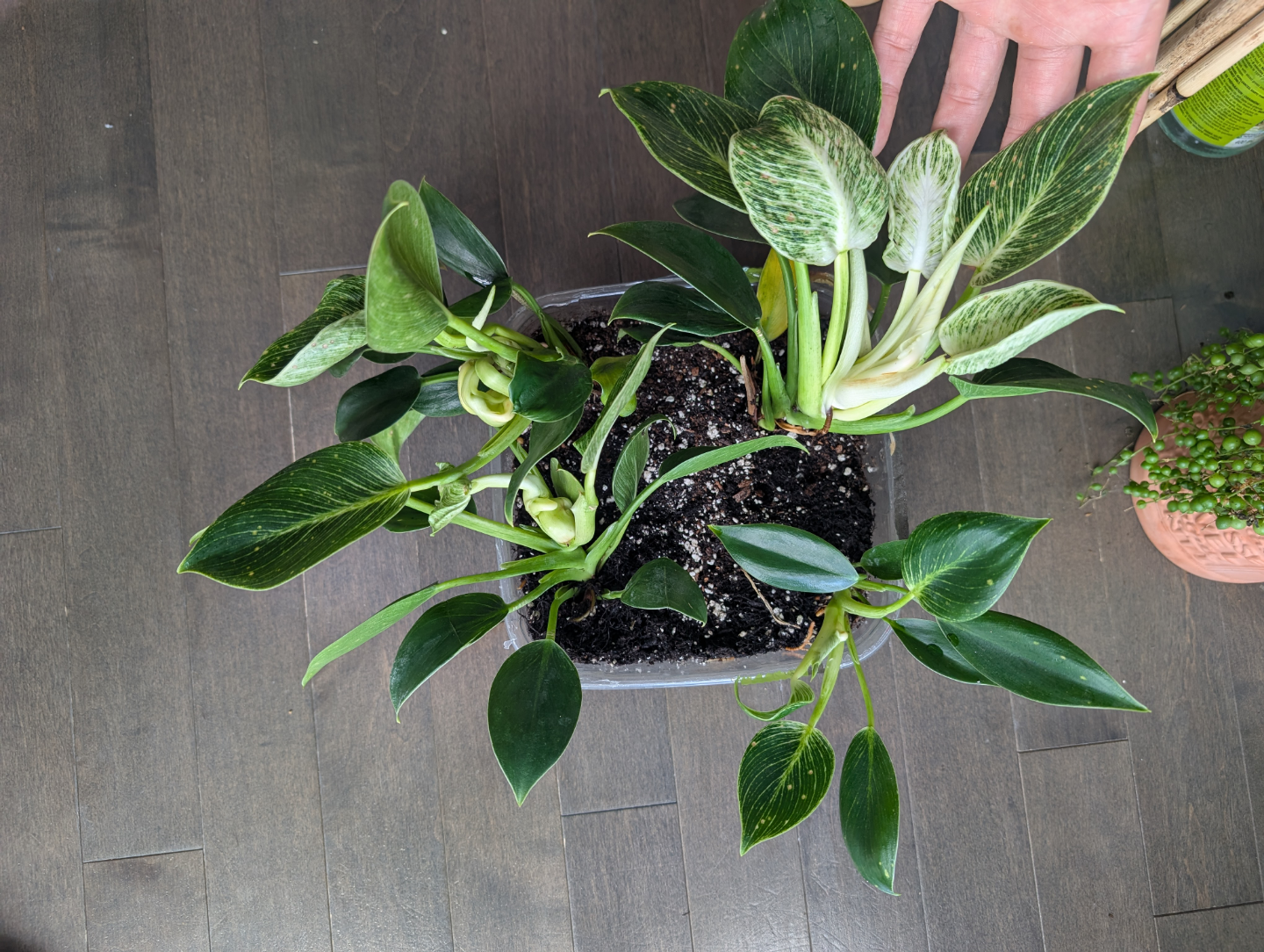 philodendron birkin houseplant - photo 2