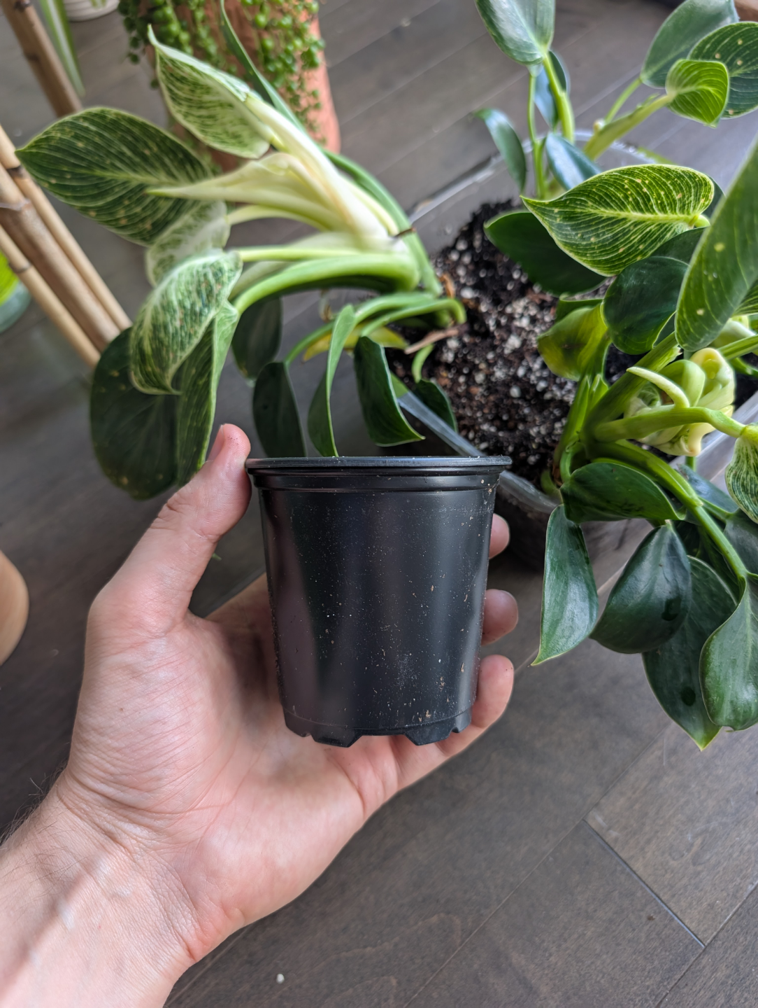 philodendron birkin houseplant - photo 3