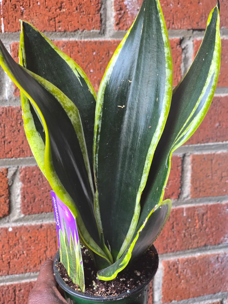 Sansevieria Snake Plant thumbnail