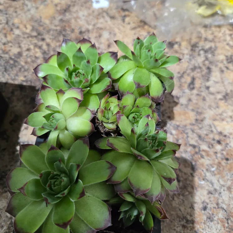 Hens and Chicks image indicator(2)