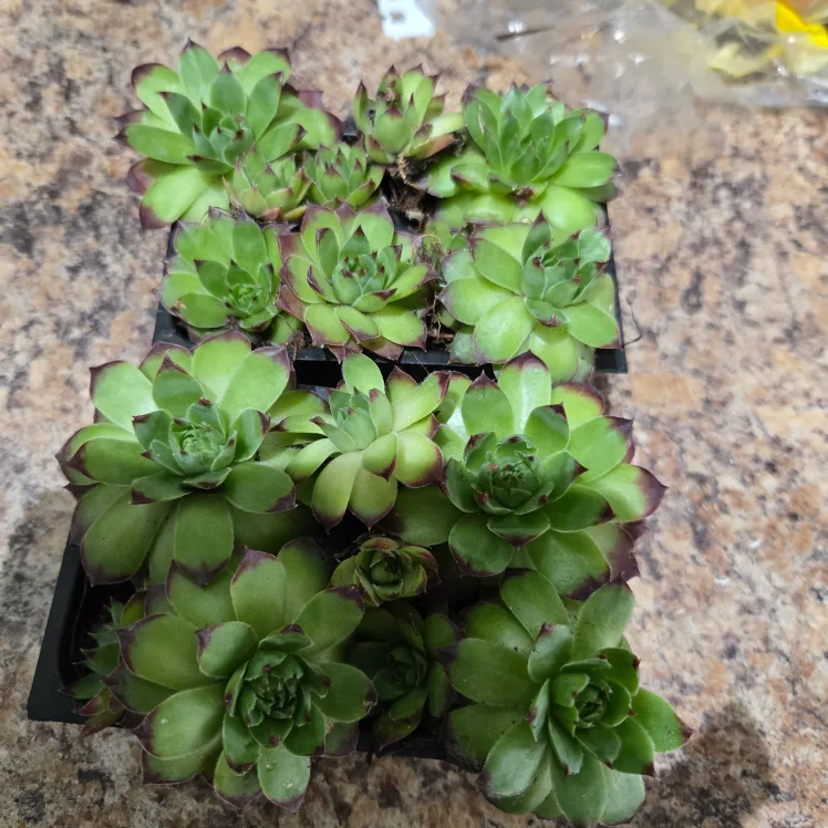 Hens and Chicks image indicator(3)