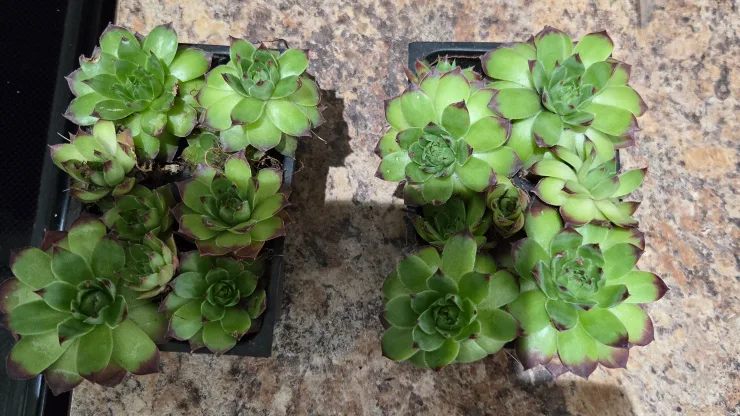 Hens and Chicks image indicator(4)