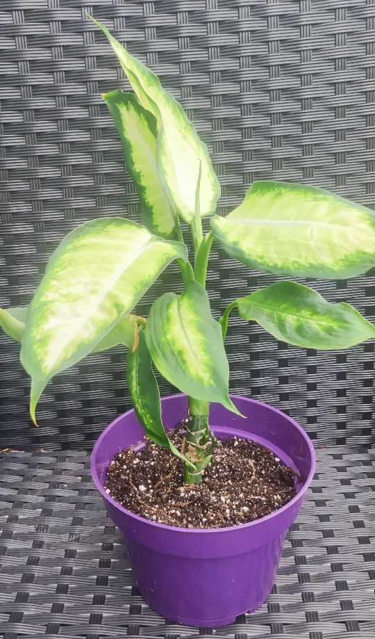 Dieffenbachia Plant thumbnail