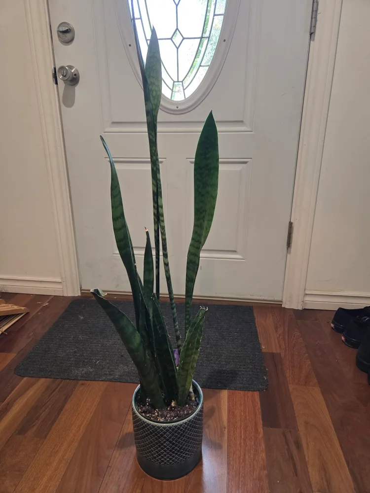 Free snake plant thumbnail