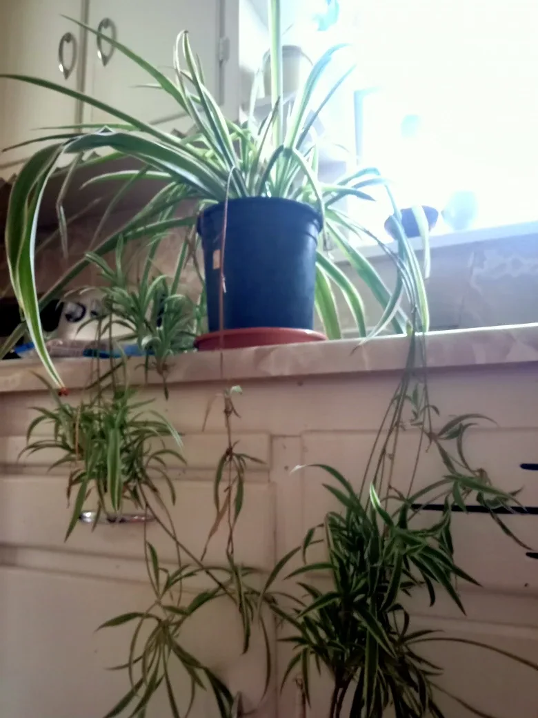 Spider Plant babies rooted image indicator(3)