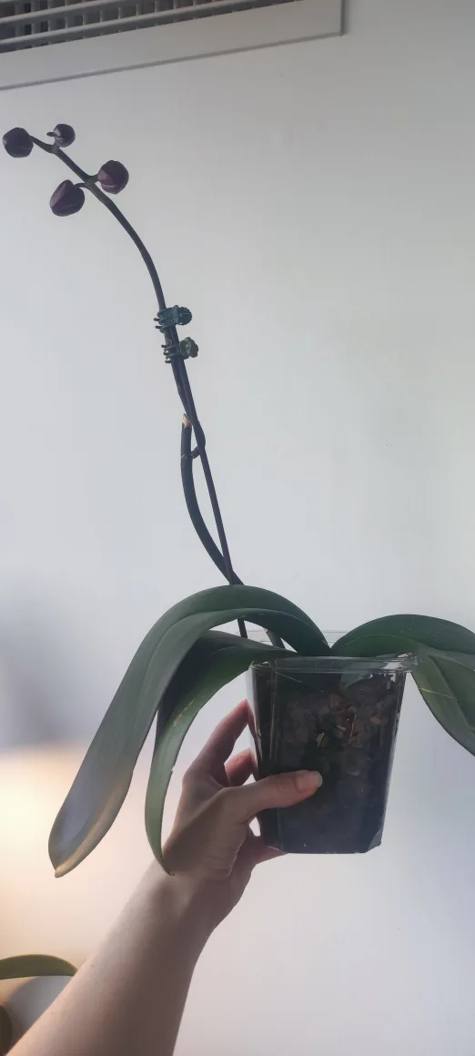 Orchid Plant image indicator(3)